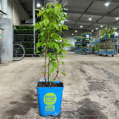 Zwerghimbeere Lowberry® Little Sweet Sister® , 5 l Topf