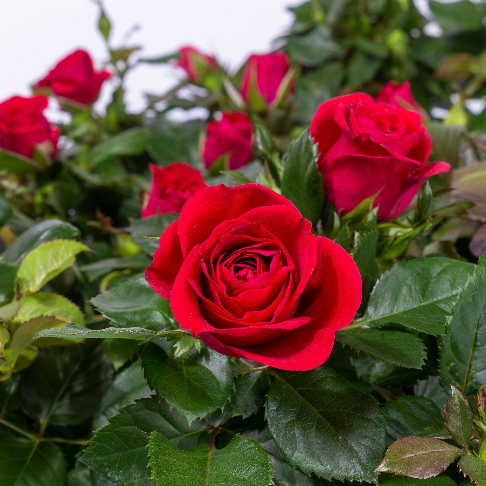 Rose Patio, rot, Topf-Ø 13 cm, 6er-Set