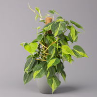 Philodendron 'Brasil', am Moosstab, Topf-Ø 15 cm, Höhe ca. 55 cm