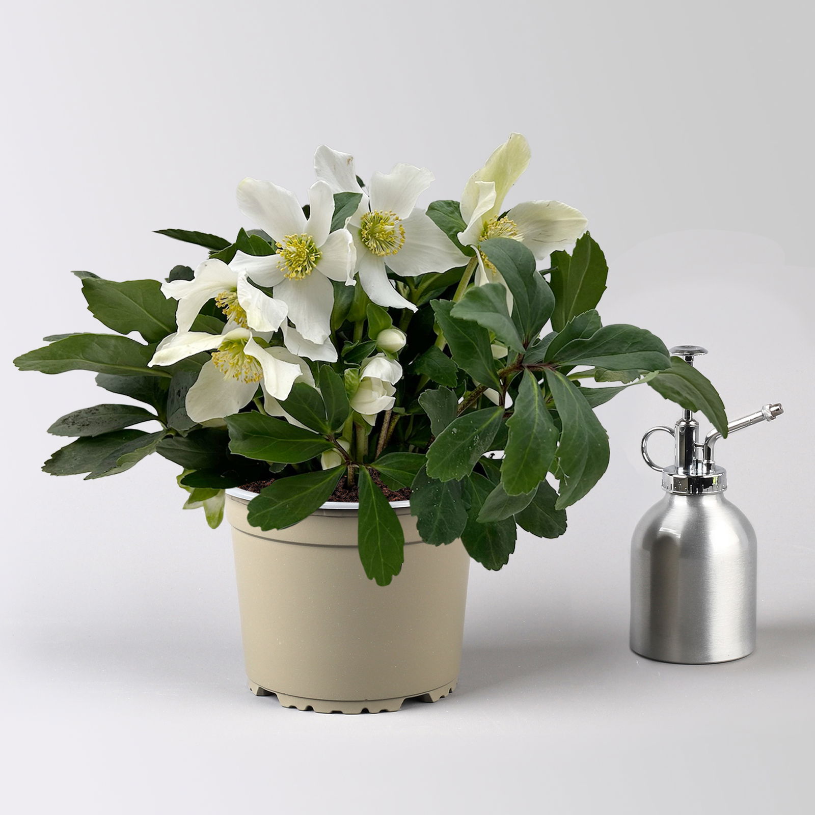 Christrose 'Advent Star', weiß, Topf-Ø 15 cm, 2 Pflanzen