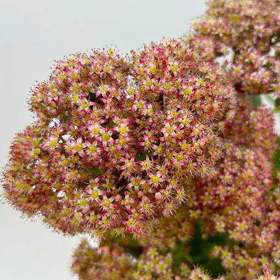 Hohe Fetthenne 'Rose Charm', rosa, Topf-Ø 13 cm, 6er-Set Hohe Fetthenne 'Rose Charm', rosa, Topf-Ø 13 cm, 6er-Set