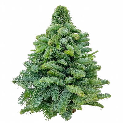 gebundener Baum aus echter Nobilistanne, Höhe ca. 40 cm