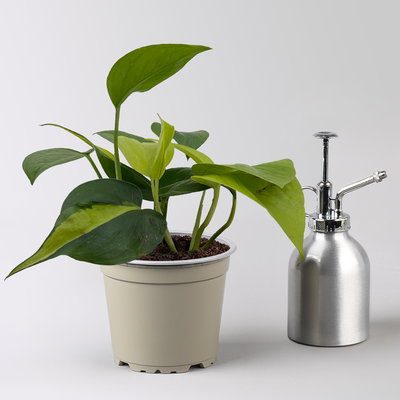 Efeutute 'Trio', grün-gelb, Topf-Ø 12 cm, 2 Pflanzen, inkl. Keramiktopf