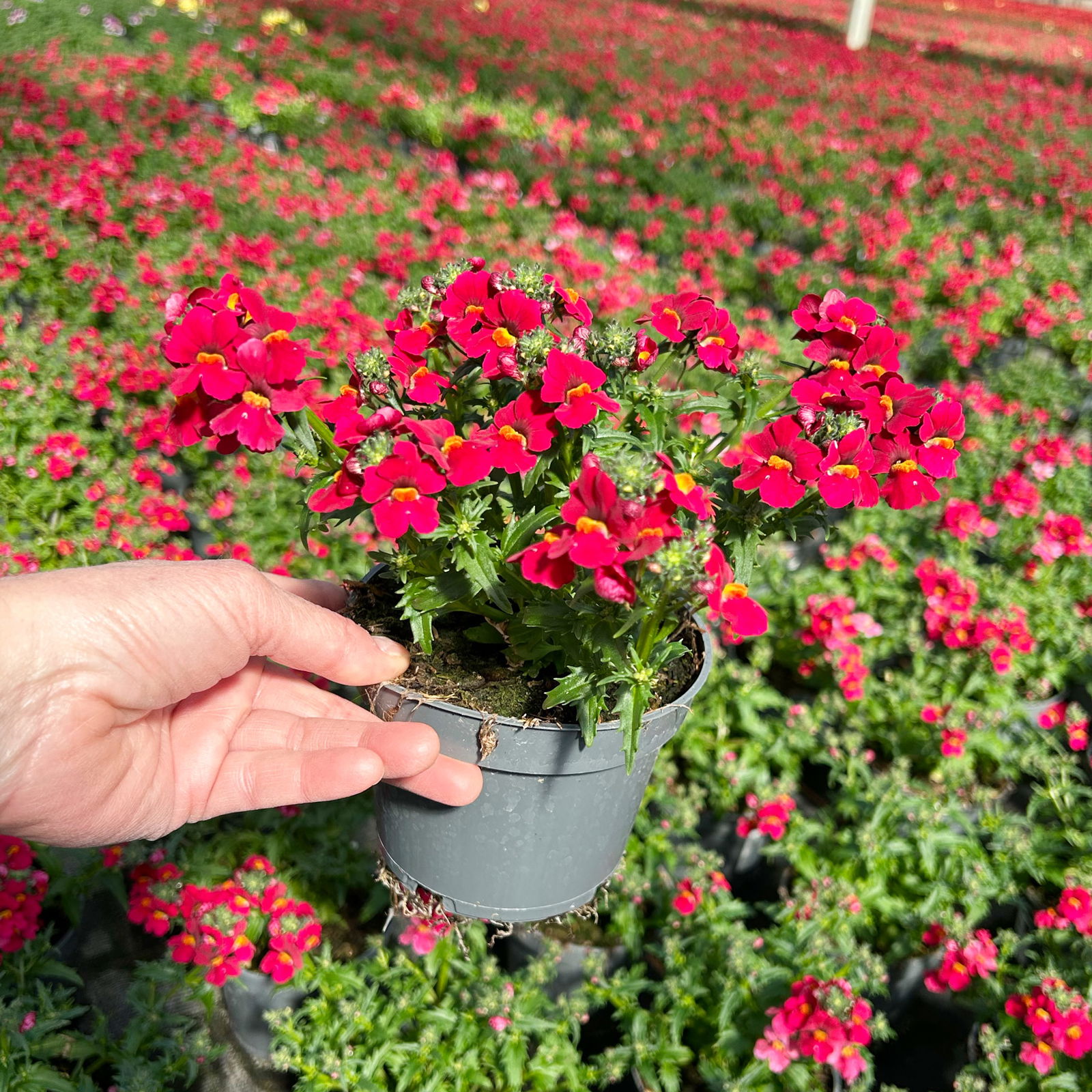 Nemesie, rot, Topf-Ø 12 cm, 6 Pflanzen Nemesie, rot, Topf-Ø 12 cm, 6 Pflanzen