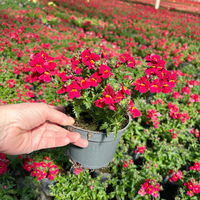 Nemesie, rot, Topf-Ø 12 cm, 6 Pflanzen Nemesie, rot, Topf-Ø 12 cm, 6 Pflanzen