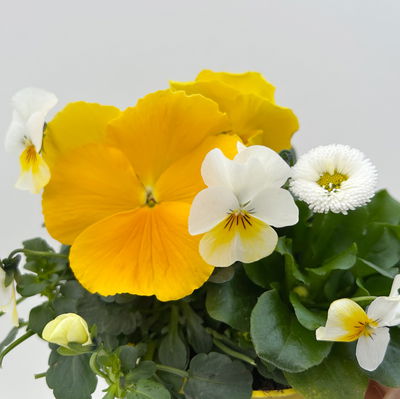 Frühlingmix, gelb, Topf-Ø 13 cm, 6 Pflanzen