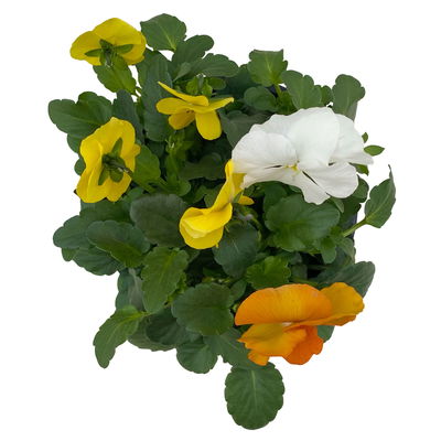 Hornveilchen 'Trio', orange-gelb-weiß, Topf-Ø 10/11 cm, 8 Pflanzen