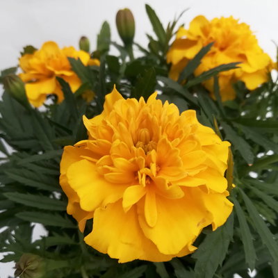 Tagetes, Farbe zufällig, Topf-Ø 13 cm, 6 Pflanzen