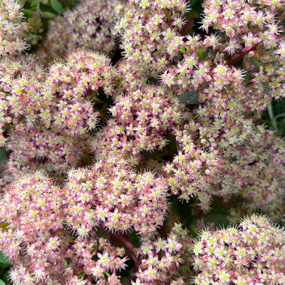 Garten-Fettblatt 'Red Canyon', pink, Topf-Ø 12 cm, 6er-Set Garten-Fettblatt 'Red Canyon', pink, Topf-Ø 12 cm, 6er-Set