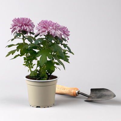 Chrysantheme 'Chrysanne® Zembla Next Art', gesprenkelt, Topf-Ø 13 cm, 6 Pflanzen