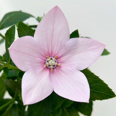 Ballonblume, rosa, Topf-Ø 12 cm, 6er-Set