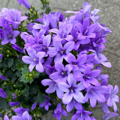 Glockenblume, 2-3 Farben zufällig, Topf-Ø 10,5 cm, 3 Pflanzen