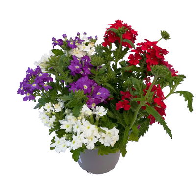 Eisenkraut 'Trio' bunt, Topf-Ø 12 cm, 6 Stück