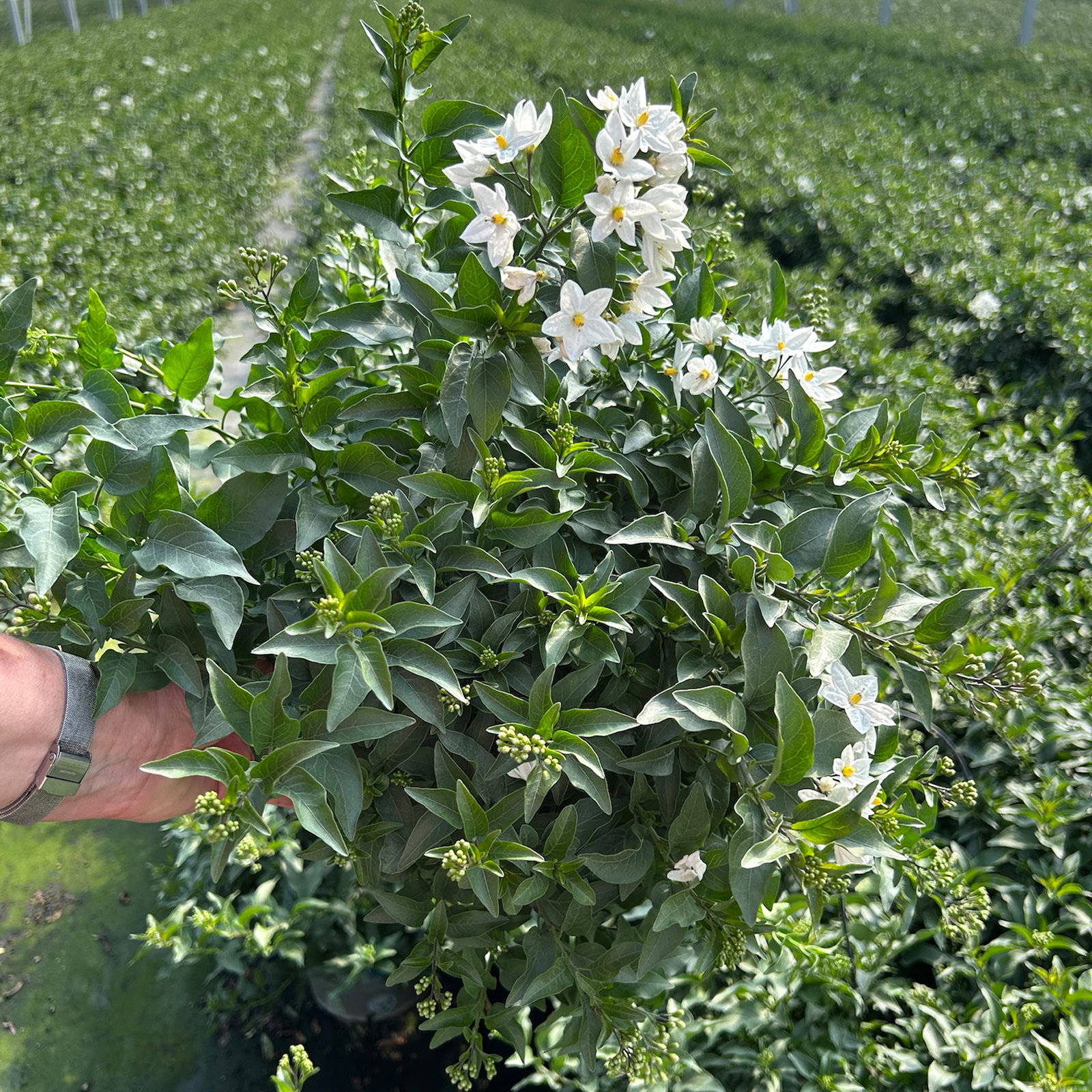 Sommerjasmin, weiß, Busch, Topf-Ø 17 cm, 2 Pflanzen Sommerjasmin, weiß, Busch, Topf-Ø 17 cm, 2 Pflanzen