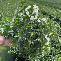 Sommerjasmin, weiß, Busch, Topf-Ø 17 cm, 2 Pflanzen Sommerjasmin, weiß, Busch, Topf-Ø 17 cm, 2 Pflanzen
