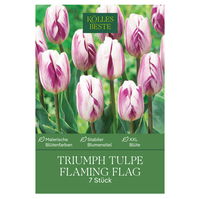 Triumph Tulpen Flig Flag purpur/weiß, 7 Blumenzwiebeln