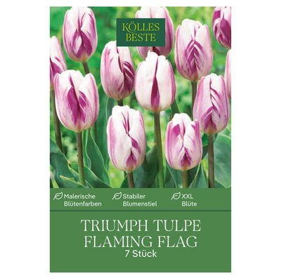Triumph Tulpen Flig Flag purpur/weiß, 7 Blumenzwiebeln Triumph Tulpen Flig Flag purpur/weiß, 7 Blumenzwiebeln