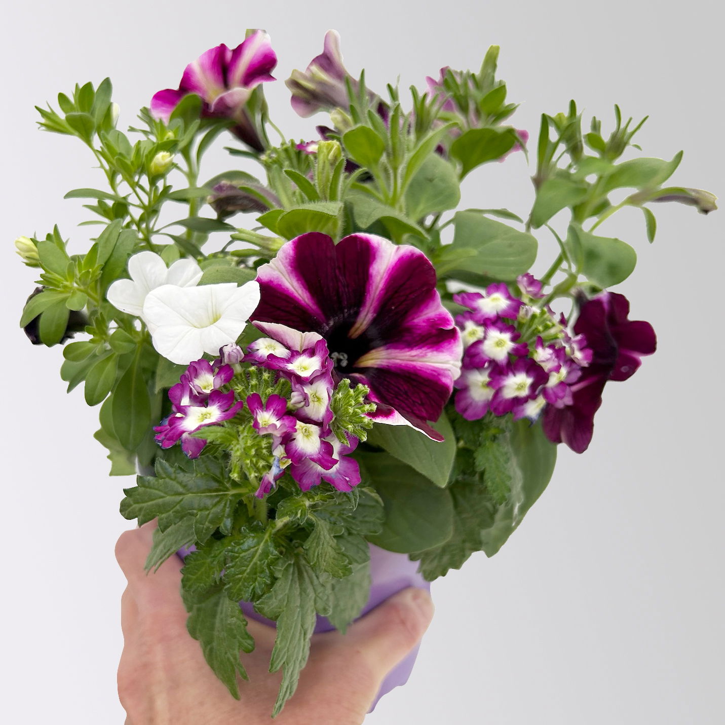 Sommerblumen-Mix, nach Verfügbarkeit, Topf-Ø 13 cm, 3 Pflanzen