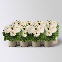 Ranunkel, weiß, Topf-Ø 10,5 cm, 8 Pflanzen