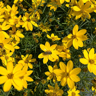 Bio Mädchenauge 'Zagreb', goldgelb, Top 11x11 cm, 3 Pflanzen Bio Mädchenauge 'Zagreb', goldgelb, Top 11x11 cm, 3 Pflanzen