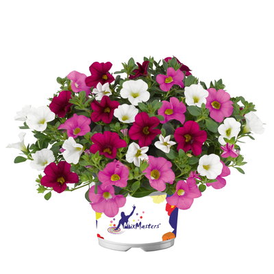 Zauberglöckchen 'Pink Paradise', pink-weiß-rosa, Topf-Ø 12 cm, 6 Pflanzen