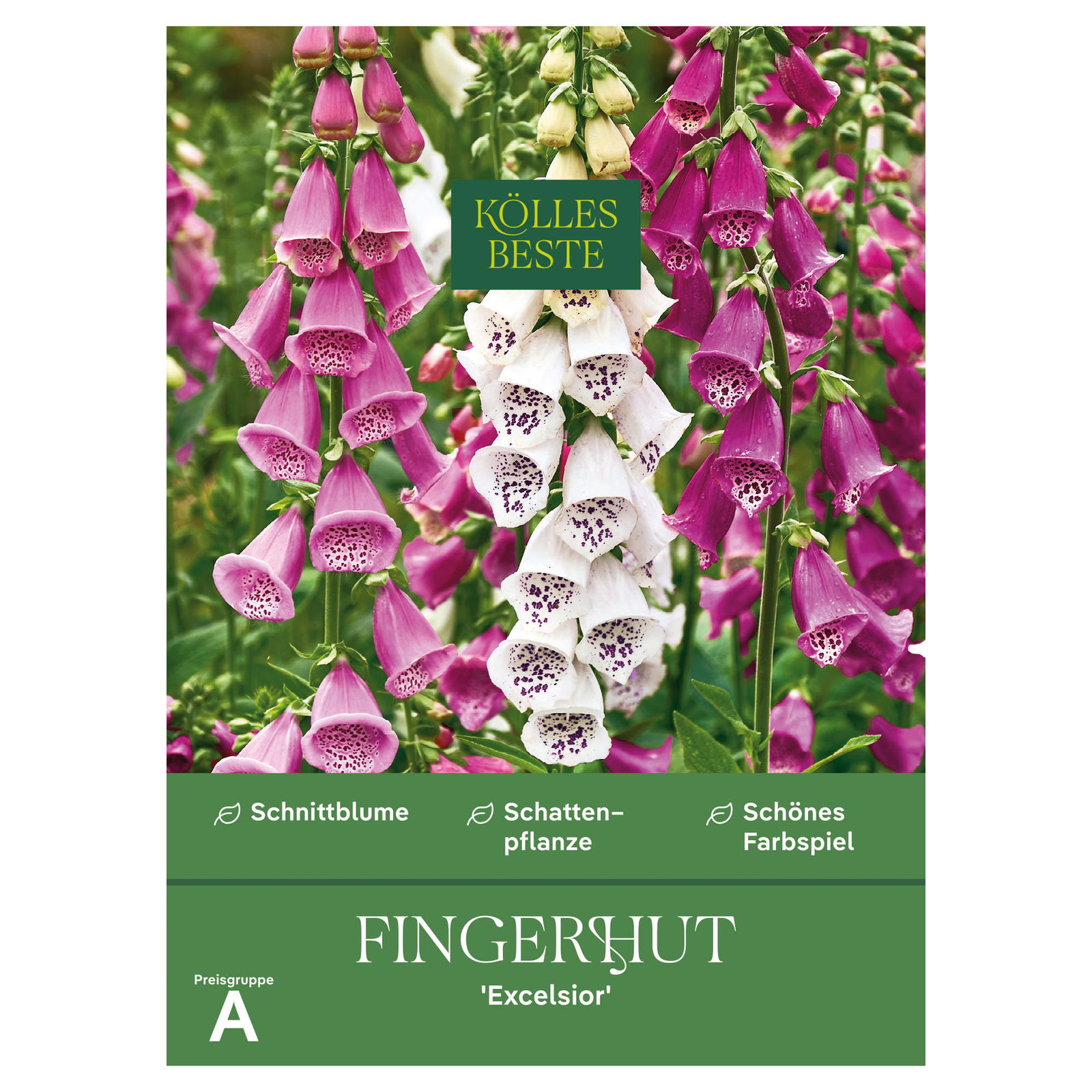 Kölles Beste Blumensamen, Fingerhut 'Excelsior'