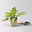 Bio Funkien 'Touch of Class®' hellviolett, Topf 11x11 cm, 3 Pflanzen