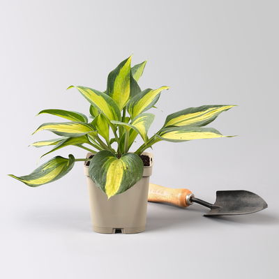 Bio Funkien 'Touch of Class®' hellviolett, Topf 11x11 cm, 3 Pflanzen