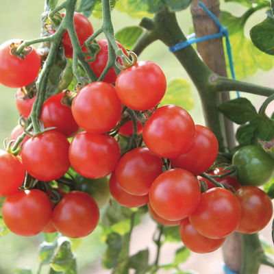 Blu Bio Cherrytomatenpflanze 'Pepe F1', Topf-Ø 12 cm, 3er-Set