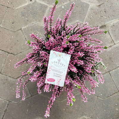 Calluna 'Garden Girls® Lönneby', lila, Topf-Ø 13 cm, 6 Pflanzen