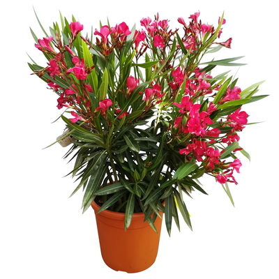 Oleander, Farbe zufällig, Topf-Ø 22 cm, Höhe ca. 60 cm