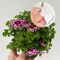 Duftgeranie 'Angel Aroma®Nova®', bordeaux-weiß, Topf-Ø 12 cm, 6 Pflanzen