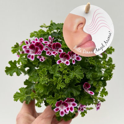 Duftgeranie 'Angel Aroma®Nova®', bordeaux-weiß, Topf-Ø 12 cm, 6 Pflanzen
