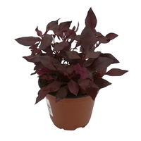 Papageienstrauch 'Choco Chili', 6er-Set,  dunkelviolett-purpurrot, Topf 12 cm Ø