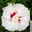 Garten-Hibiskus 'French Point®', weiß mit roter Mitte, im Topf 5 Liter Garten-Hibiskus 'French Point®', weiß mit roter Mitte, im Topf 5 Liter