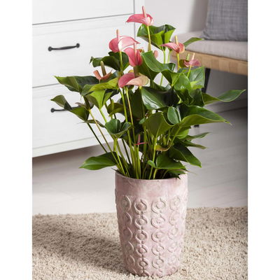 Flamingoblume 'Pink Champion', pink,  Topf-Ø 12 cm, Höhe ca. 35 cm, Flamingoblume 'Pink Champion', pink,  Topf-Ø 12 cm, Höhe ca. 35 cm,