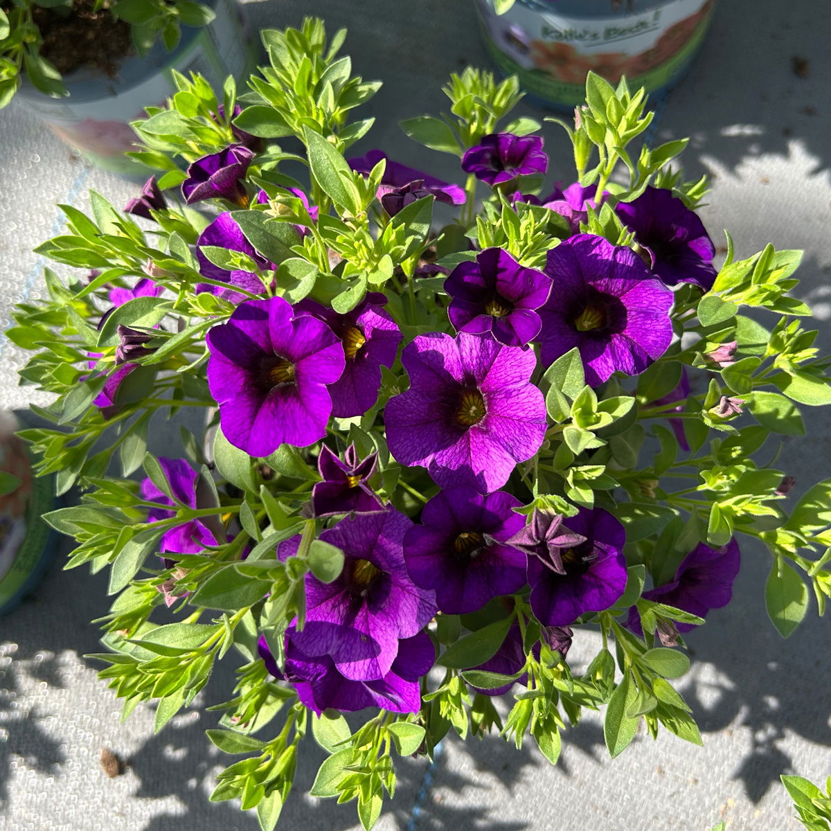 Zauberglöckchen 'Cabaret® Early Blue' lila-blau, Topf-Ø 13 cm, 6 Pflanzen