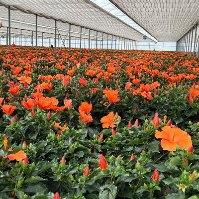 Hibiskus, orange, Stamm, Topf-Ø 17 cm, Höhe ca. 70 cm