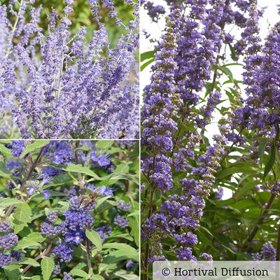 Kollektion 'Bienenweide blau', 3er-Set, Höhe 30-60 cm, Topf 4,6 Liter Kollektion 'Bienenweide blau', 3er-Set, Höhe 30-60 cm, Topf 4,6 Liter