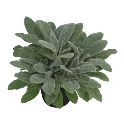 Bio Woll-Ziest 'Silver Carpet' rosa-violett, Topf 11x11 cm, 3 Pflanzen Bio Woll-Ziest 'Silver Carpet' rosa-violett, Topf 11x11 cm, 3 Pflanzen