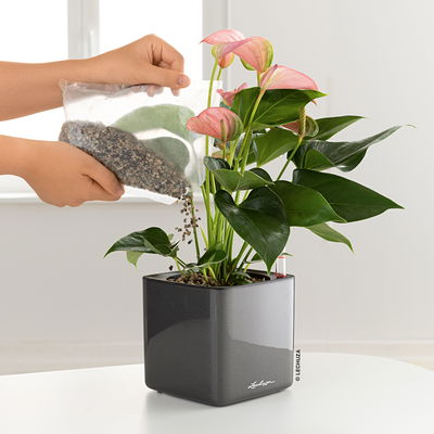 Lechuza 'Cube Glossy 14', anthrazit, ca. 14 x 14 x H 13,5 cm