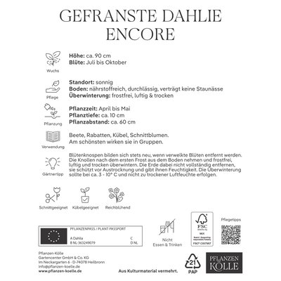 Kölles Beste Gefranste Dahlie Encore gelb, 1 Blumenknolle