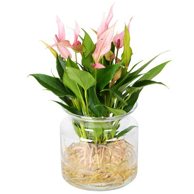 Anthurie 'Water Roots' rosa, Sorte 'Lilli', in Glasvase 12cm Ø, ohne Erde Anthurie 'Water Roots' rosa, Sorte 'Lilli', in Glasvase 12cm Ø, ohne Erde