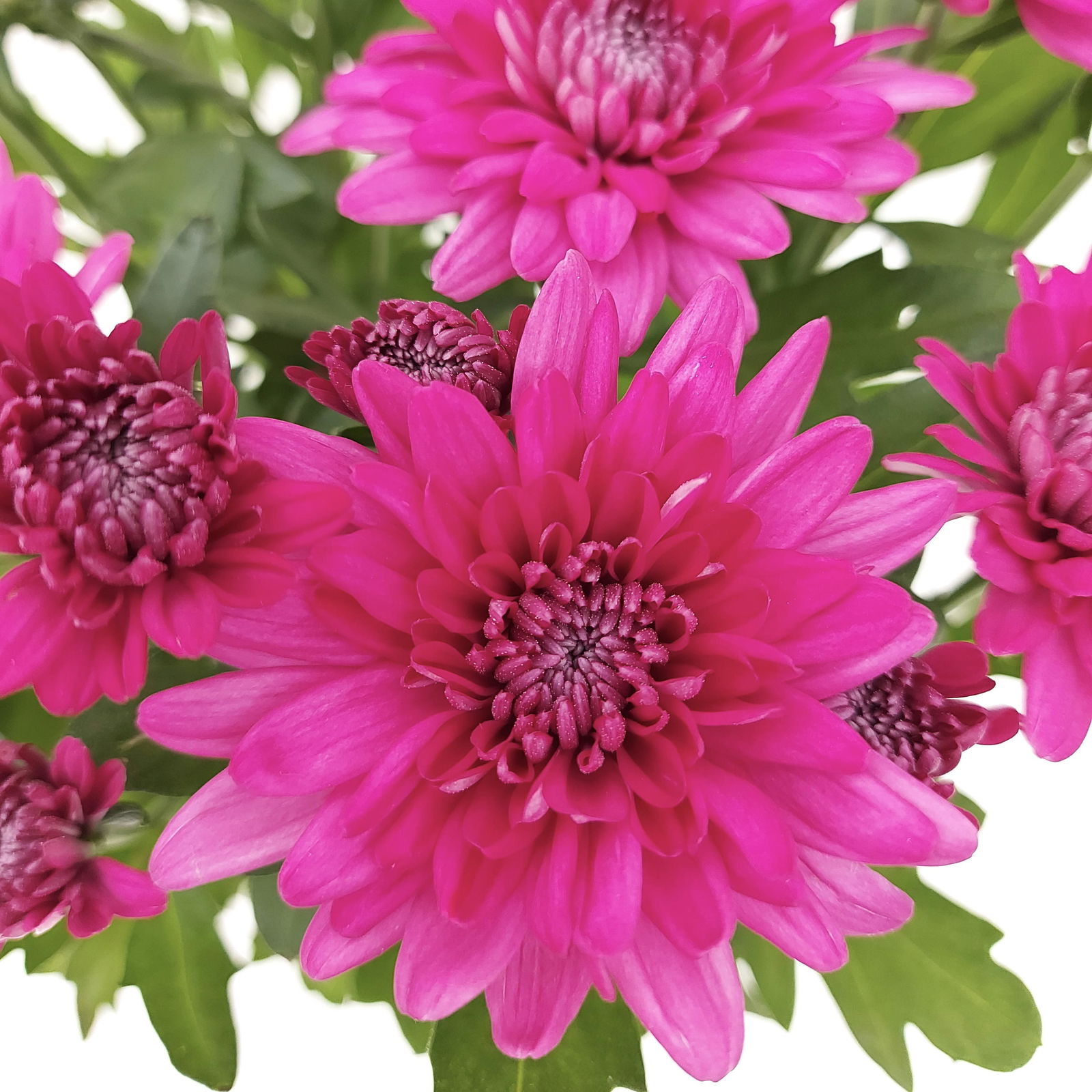 Chrysanthemen 'Chrysanne® Grandezza Purple', lila, Topf-Ø 13 cm, 6er-Set