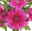 Chrysanthemen 'Chrysanne® Grandezza Purple', lila, Topf-Ø 13 cm, 6er-Set