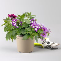 Sommerblumen-Mix, nach Verfügbarkeit, Topf-Ø 13 cm, 3 Pflanzen