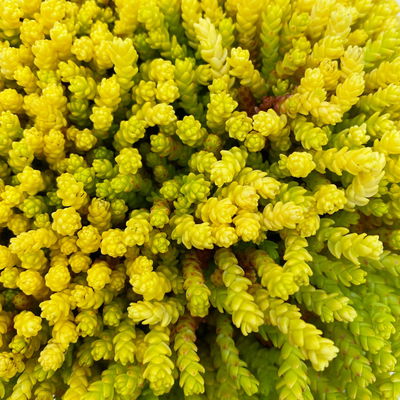 Scharfer Mauerpfeffer 'Aureum' gelb, 9x9 cm, 3 Pflanzen Scharfer Mauerpfeffer 'Aureum' gelb, 9x9 cm, 3 Pflanzen