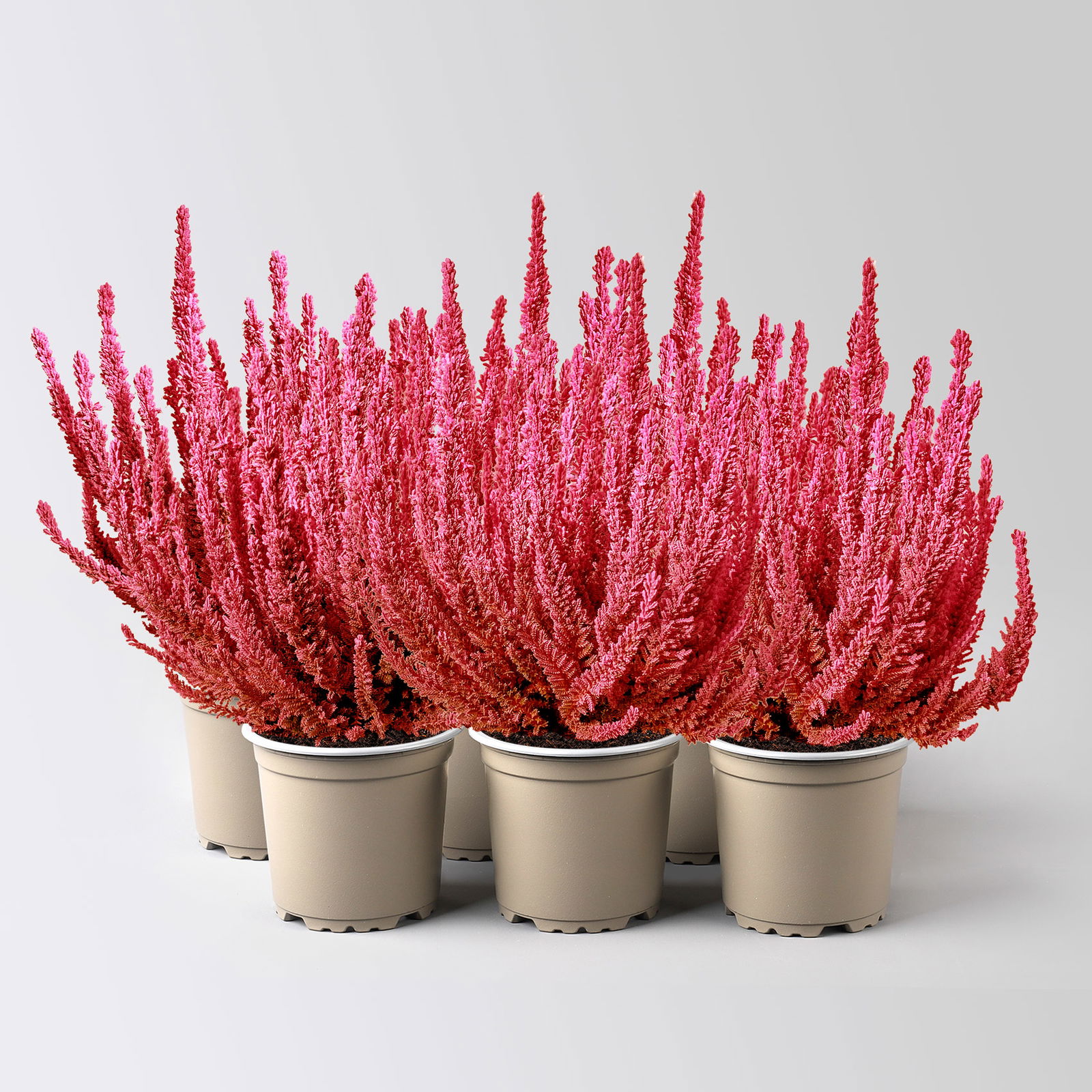 Besenheide SKYLINE®, rot gefärbt, Topf-Ø 11 cm, 6 Pflanzen Besenheide SKYLINE®, rot gefärbt, Topf-Ø 11 cm, 6 Pflanzen