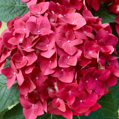 Ballhortensien in 4 Farben, 4er-Set, Höhe 30-40 cm, Topf 4 Liter (Pflanzware) Ballhortensien in 4 Farben, 4er-Set, Höhe 30-40 cm, Topf 4 Liter (Pflanzware)