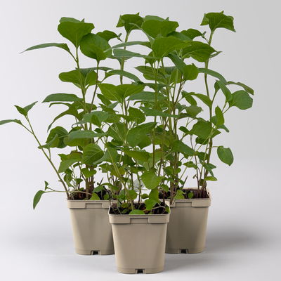 Bio Lampionblume, orange, Topf 11x11 cm, 3 Pflanzen Bio Lampionblume, orange, Topf 11x11 cm, 3 Pflanzen